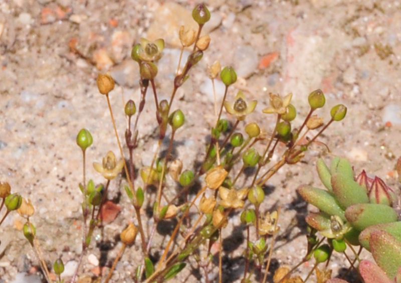 Sagina apetala / Sagina senza petali